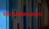 狗狗洗泪痕要去医院吗 狗狗有泪痕是什么原因造成的