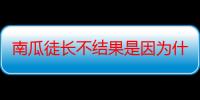 南瓜徒长不结果是因为什么