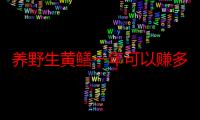 养野生黄鳝一年可以赚多少钱 2020野生黄鳝前景怎么样