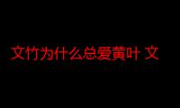 文竹为什么总爱黄叶 文竹总黄叶该如何补救