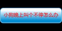 小狗晚上叫个不停怎么办要多久（小狗晚上叫个不停怎么办）