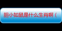 胆小如鼠是什么生肖啊（胆小如鼠是什么生肖）