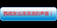 鹦鹉发出滋滋滋的声音（鹦鹉叫的声音）