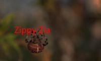 Zippy Zia